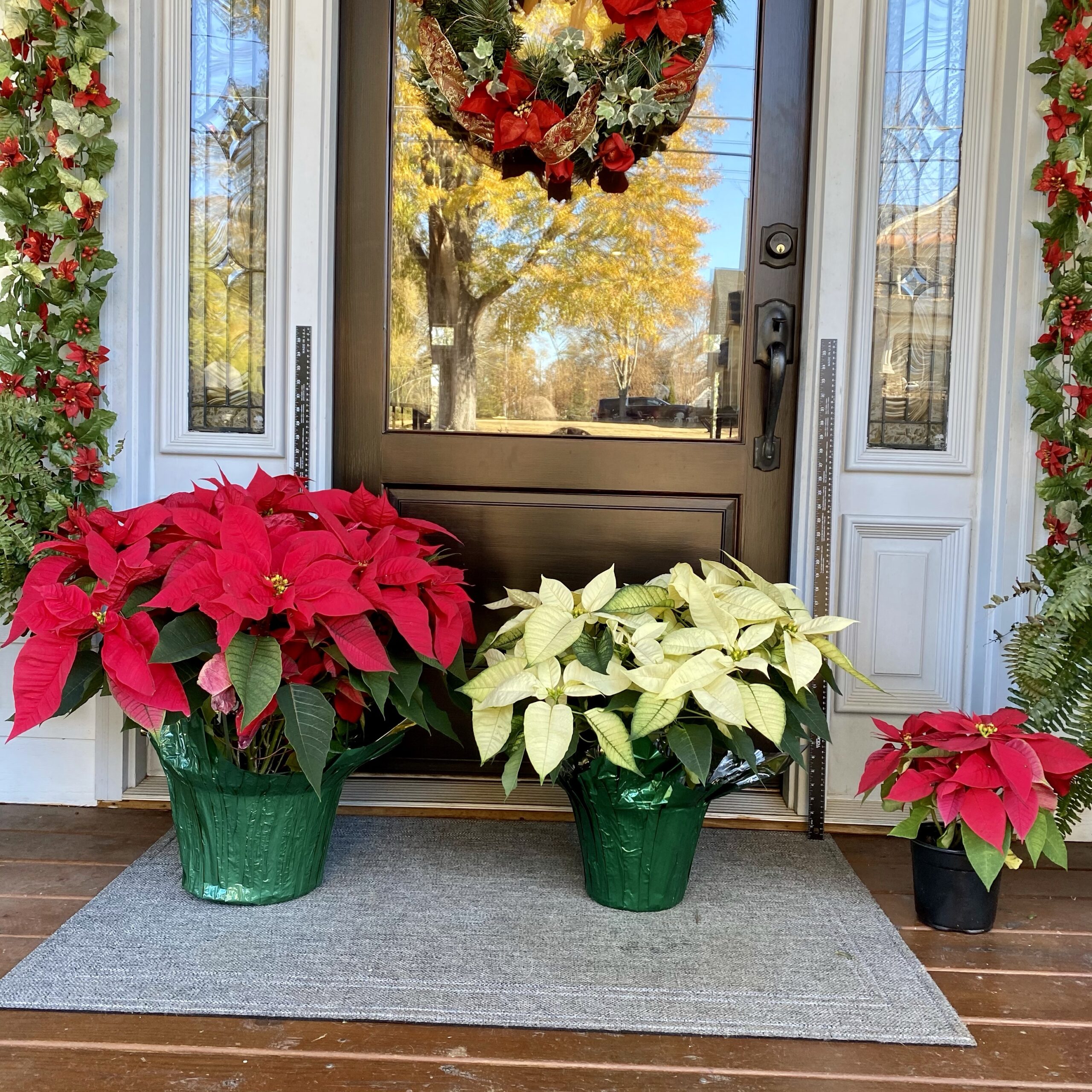 Poinsettias deals for sale